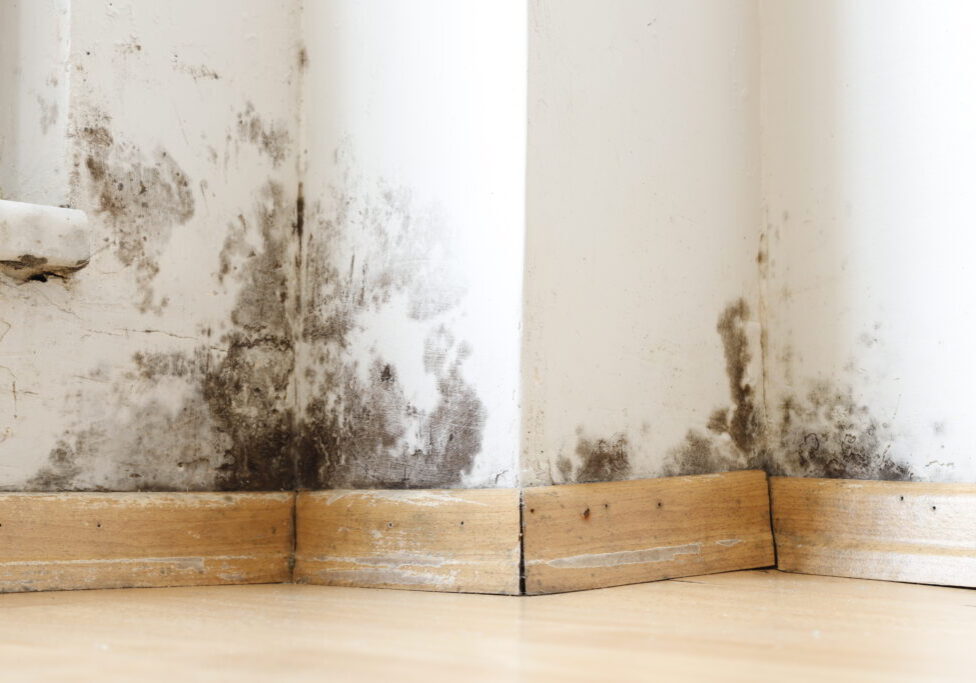 Damp buildings damaged by black mold and fungus, dampness or water. infiltration, insulation and mold problems in the wall of the house